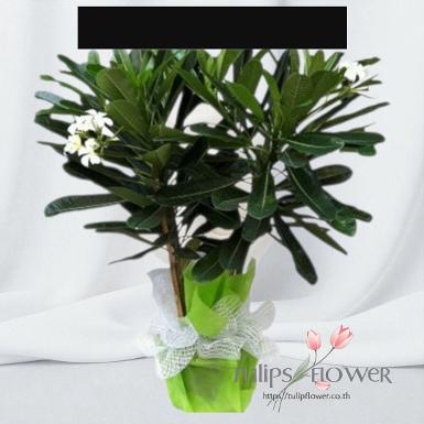 TW-10004 พวงหรีดต้นลีลาวดี